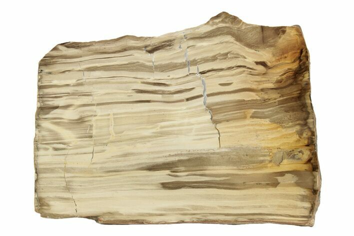 Polished Oligocene Petrified Wood (Pinus) - Australia #247848
